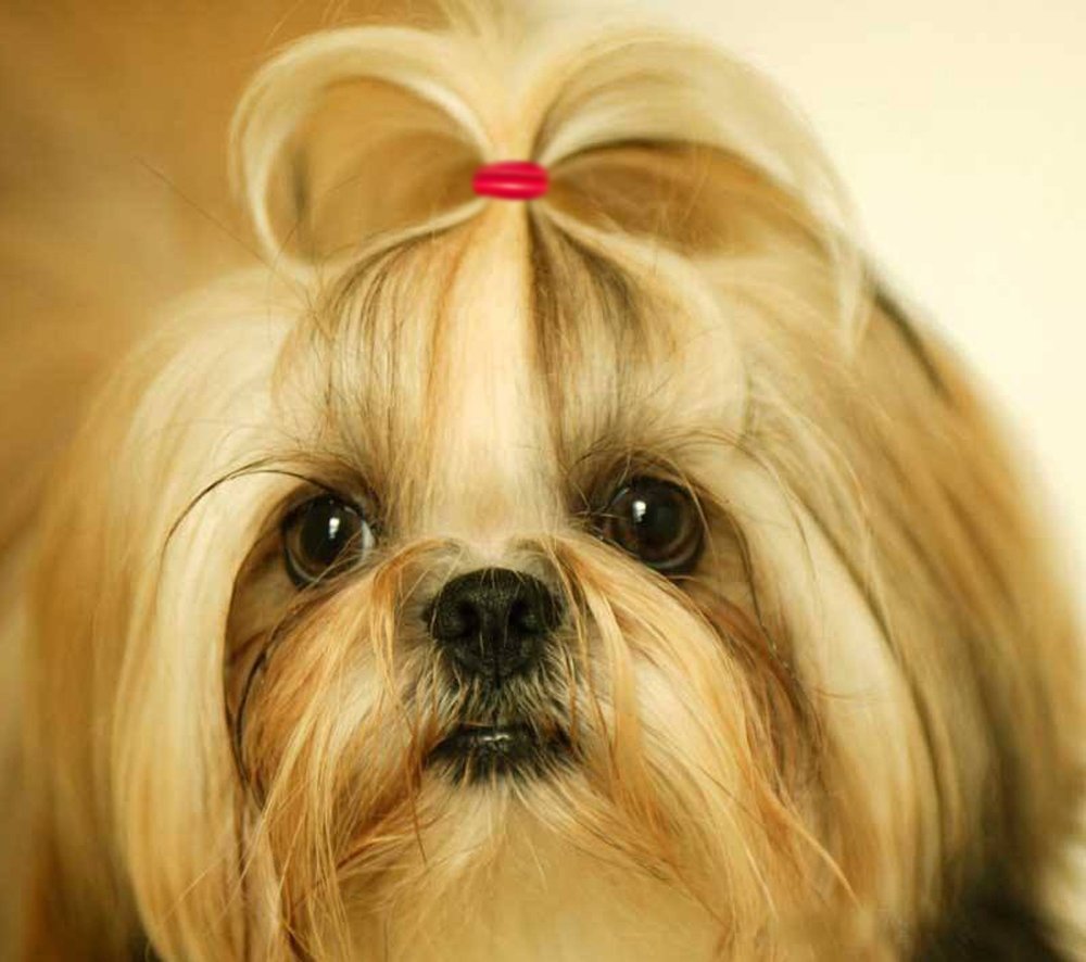 YOY banditas elasticas para perros, útiles en sesiones de peluquería en casa