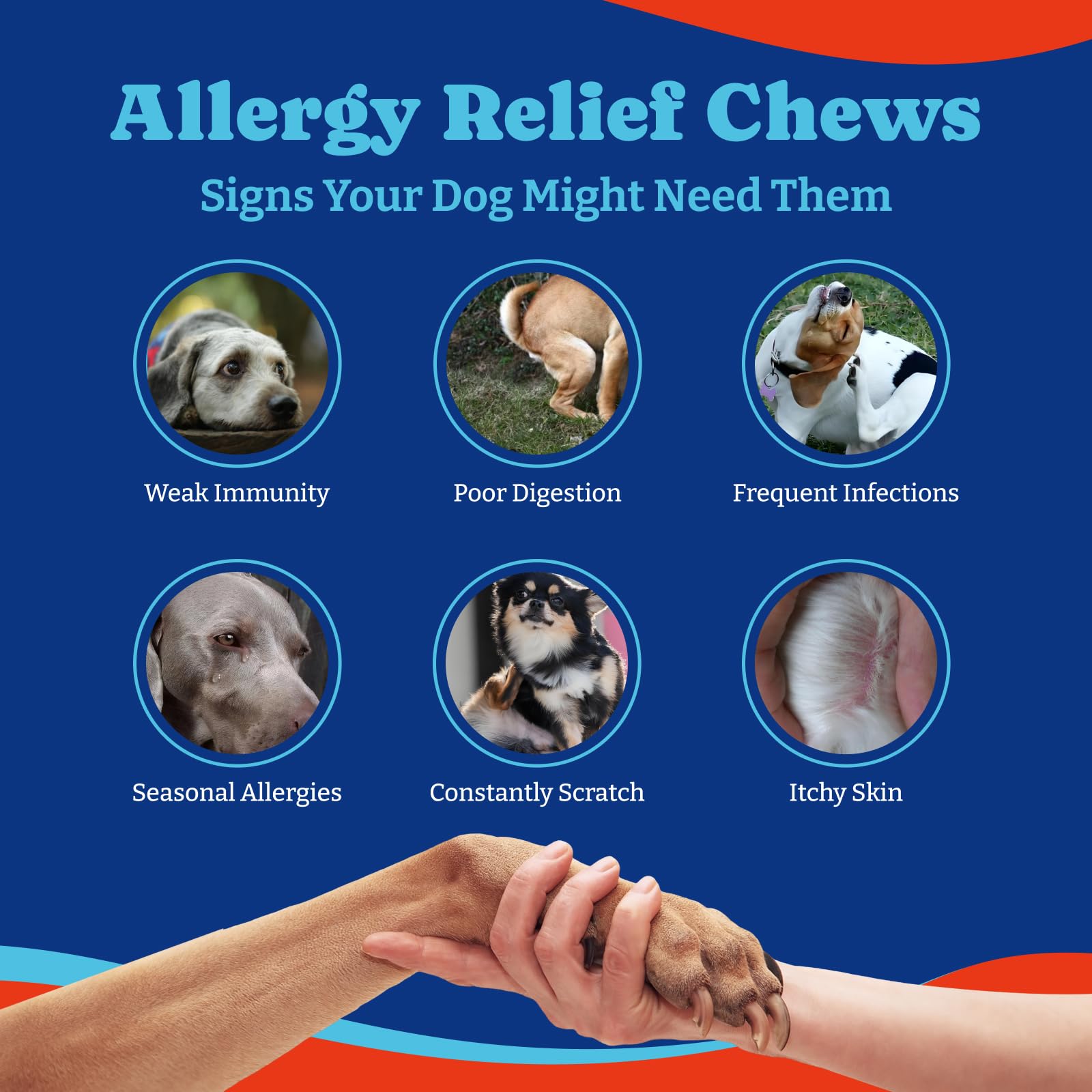 Mezcla de 6 cepas para salud intestinal de perros por YoYoBay.
