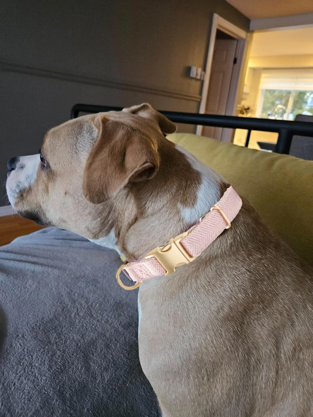 Anilla en D del collar YUDOTE, fácil de enganchar la correa