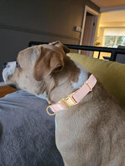 Anilla en D del collar YUDOTE, fácil de enganchar la correa