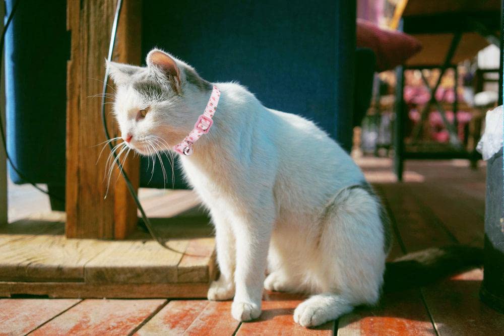 Collar YUDOTE con diseño violeta y rosado, regalo ideal para amantes de gatos.