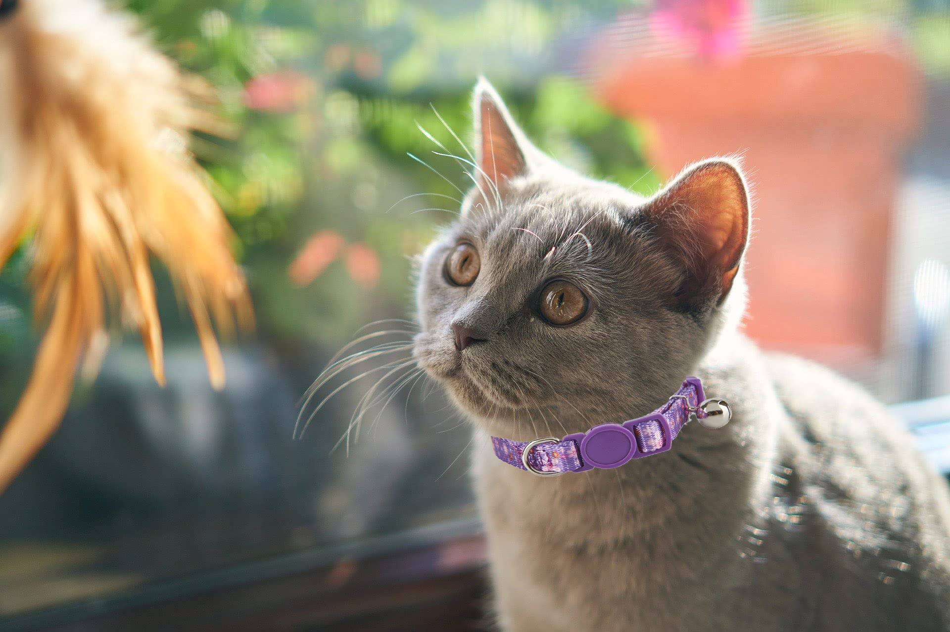 Collar YUDOTE de talla ajustable para gatos de diferentes tamaños.