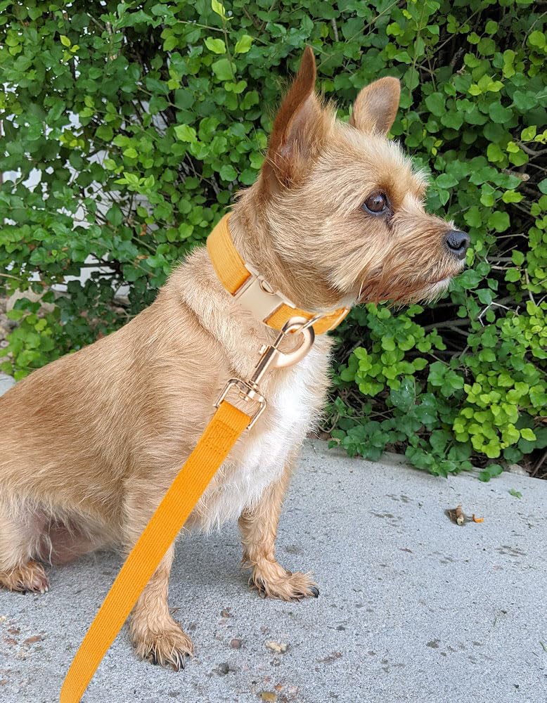 Collar YUDOTE: comodidad-diaria para paseos y juegos al aire libre.