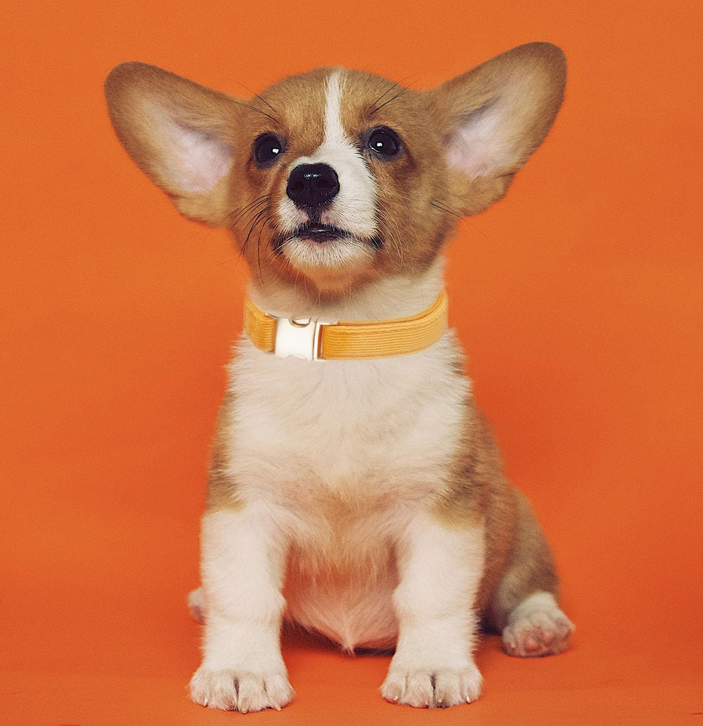 Collar YUDOTE: diseño-corduroy-noble añade estilo y confort en salidas.