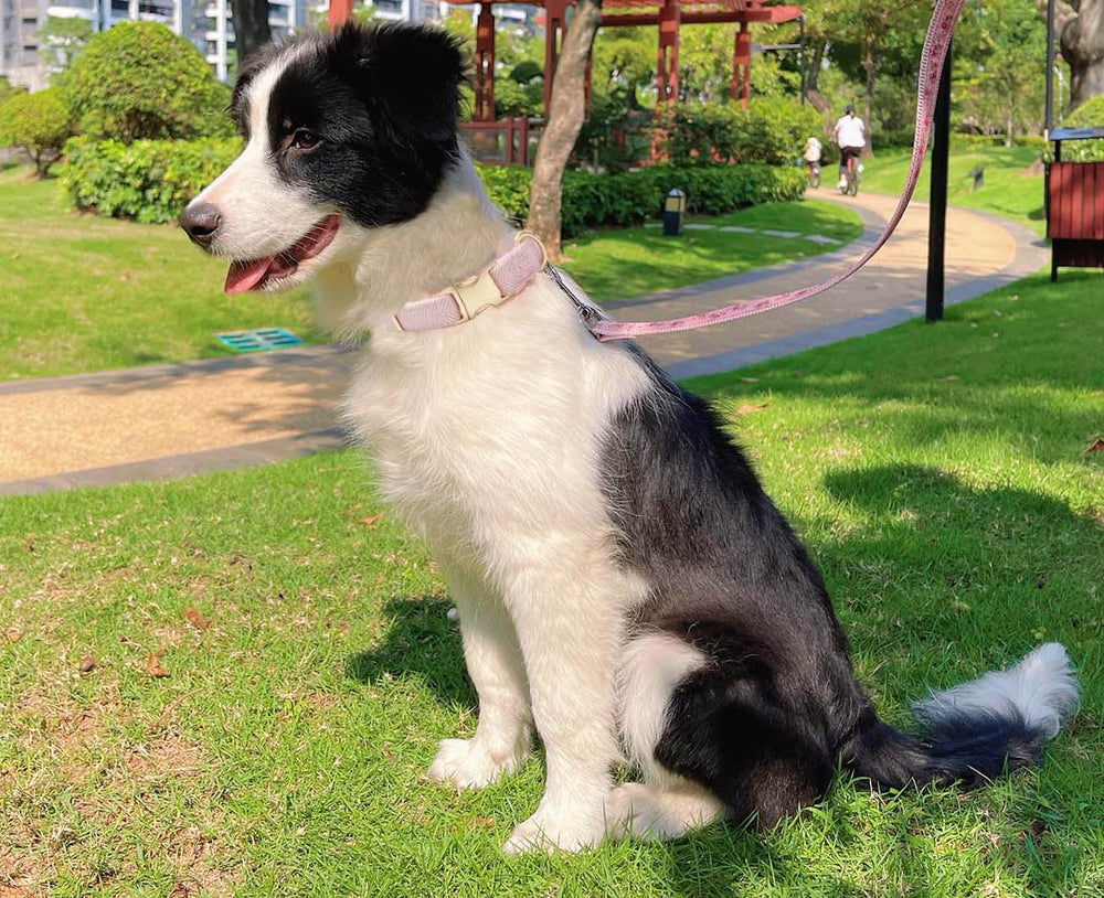 Hebilla deslizante metálica del collar YUDOTE facilita el ajuste.