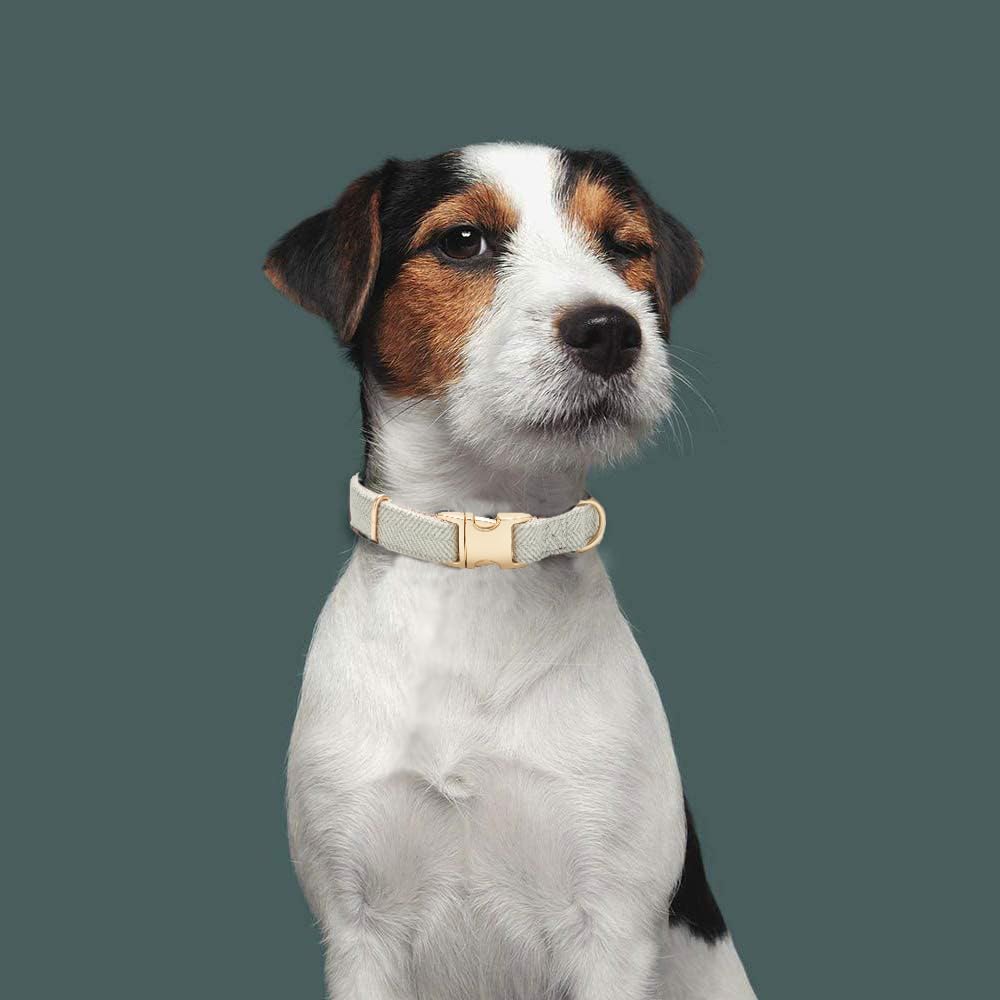 Uso diario, paseos y entrenamiento ligero con el collar YUDOTE.
