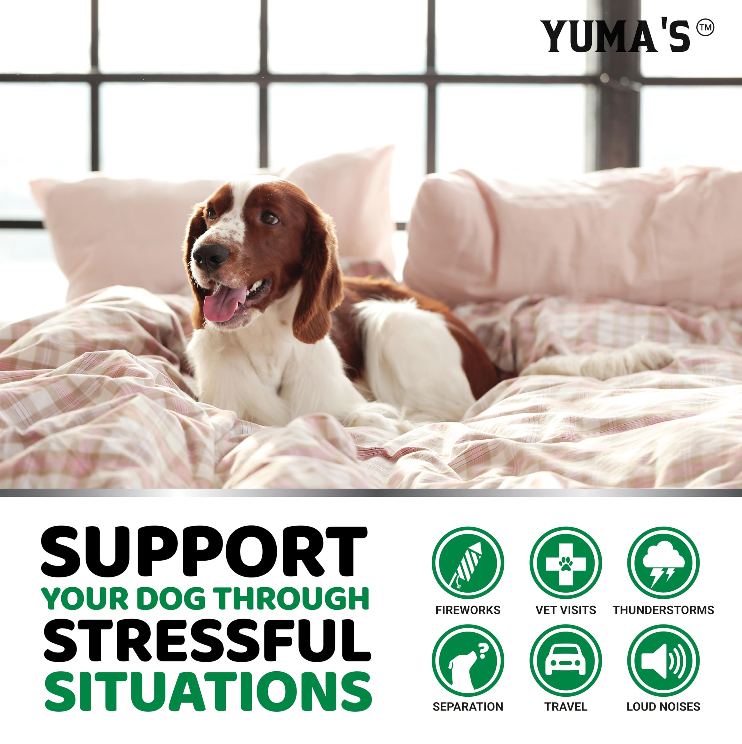 YUMA'S durante tormenta: perro tranquilo con las masticables calmantes.