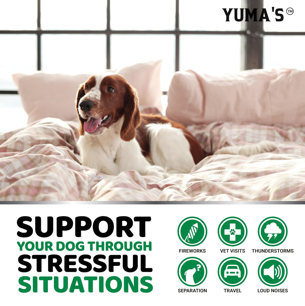 YUMA'S durante tormenta: perro tranquilo con las masticables calmantes.