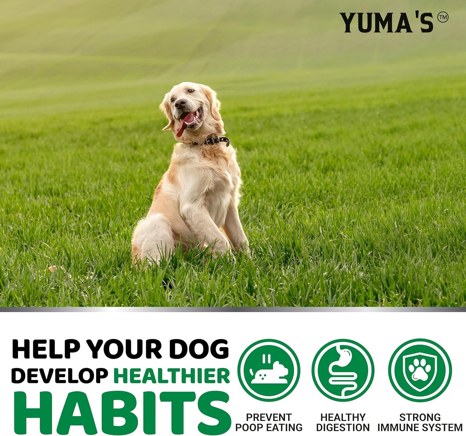 YUMA'S Perro acepta el masticable, uso diario sencillo.