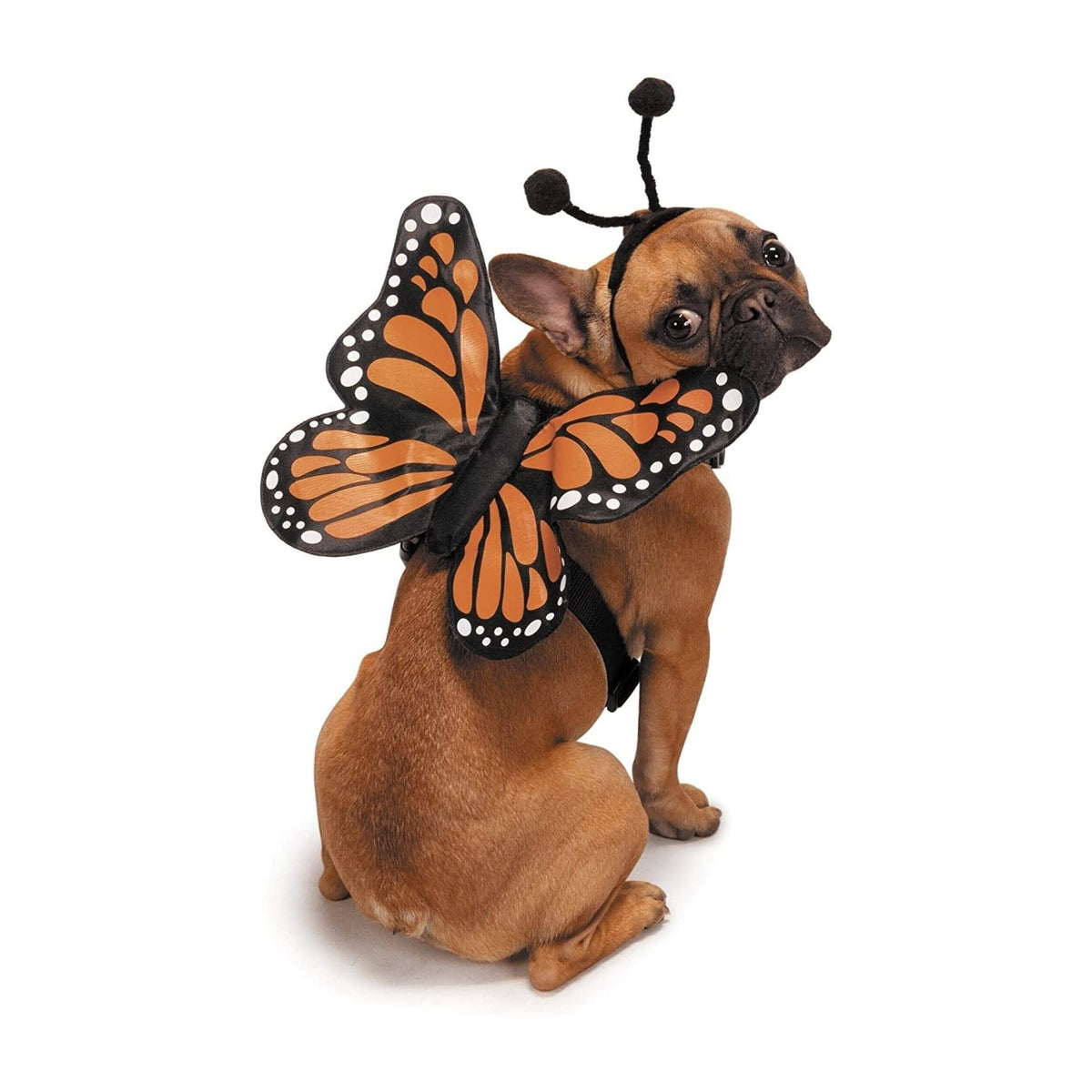 Zack & Zoey mariposa brillo harness: ideal para paseos nocturnos seguros.