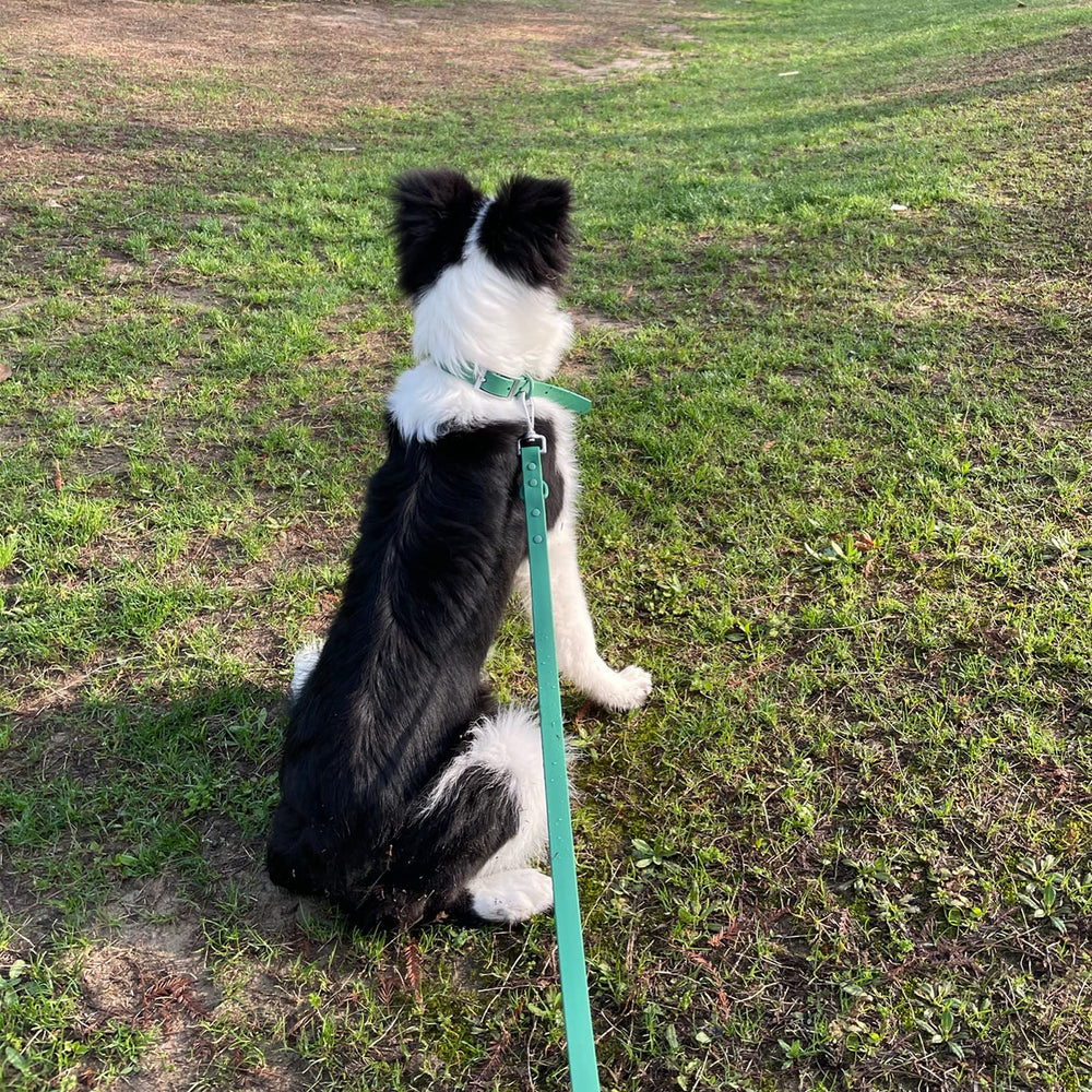 Doble correa ZALER para caminar dos perros
