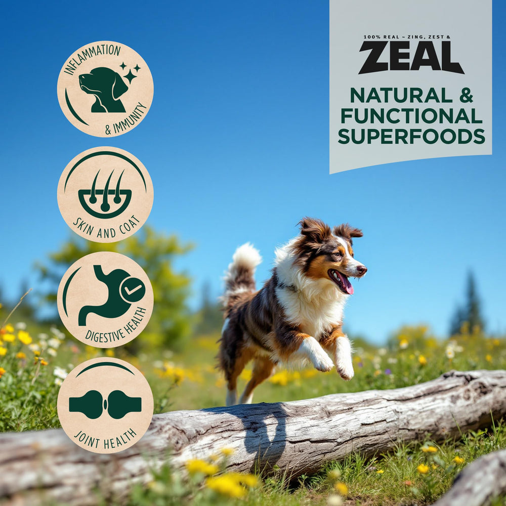 ZEAL curcuma-inflamacion-perro: cúrcuma para sabor y bienestar potencial