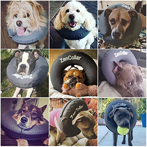 ZenPet collar recomendado por veterinarios para protección de zonas sensibles.