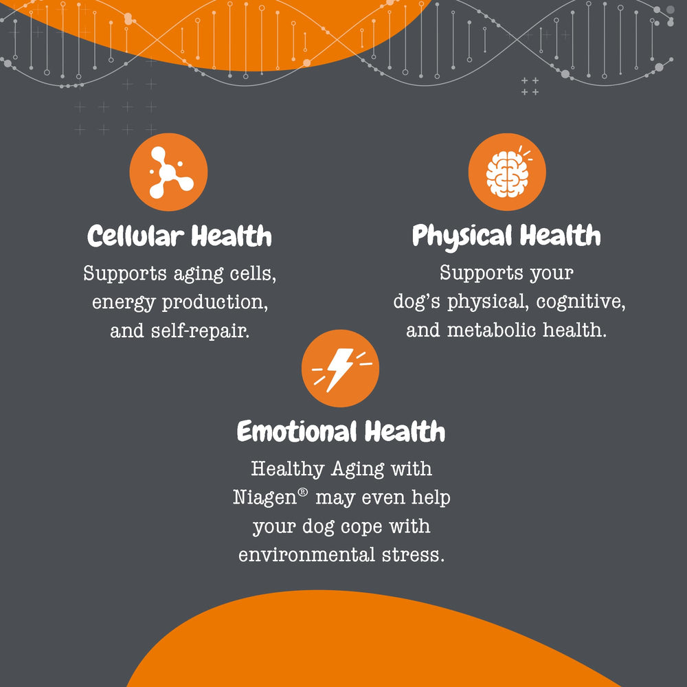 Corazón y cerebro ilustrados con NAD+ de Zesty Paws, posible apoyo vital.