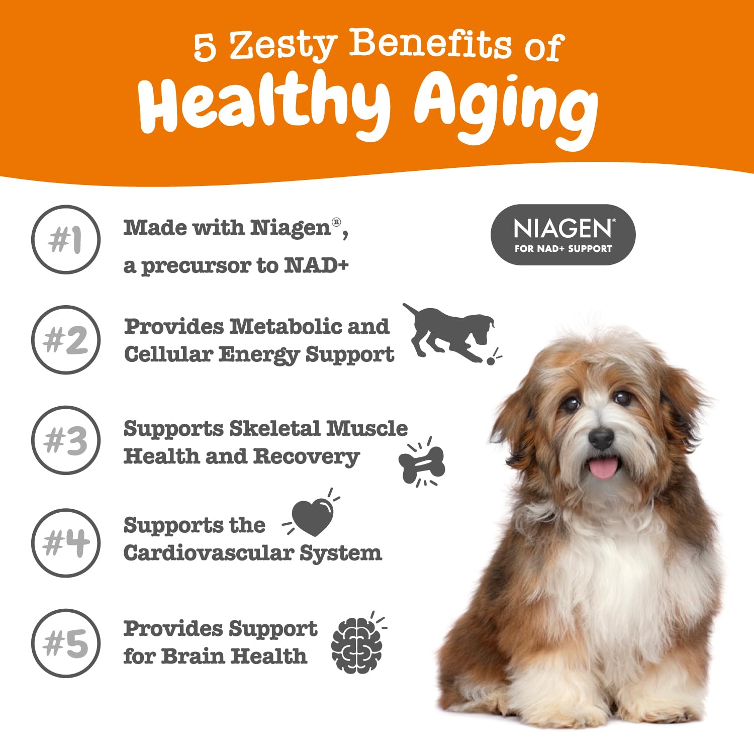 Polvo NAD+ de Zesty Paws disolviéndose, apoyo a la salud muscular.