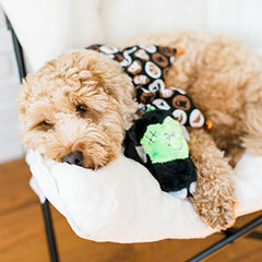 ZippyPaws Amigo Chirriante calabaza frontal: ideal para juego diario sin desorden.
