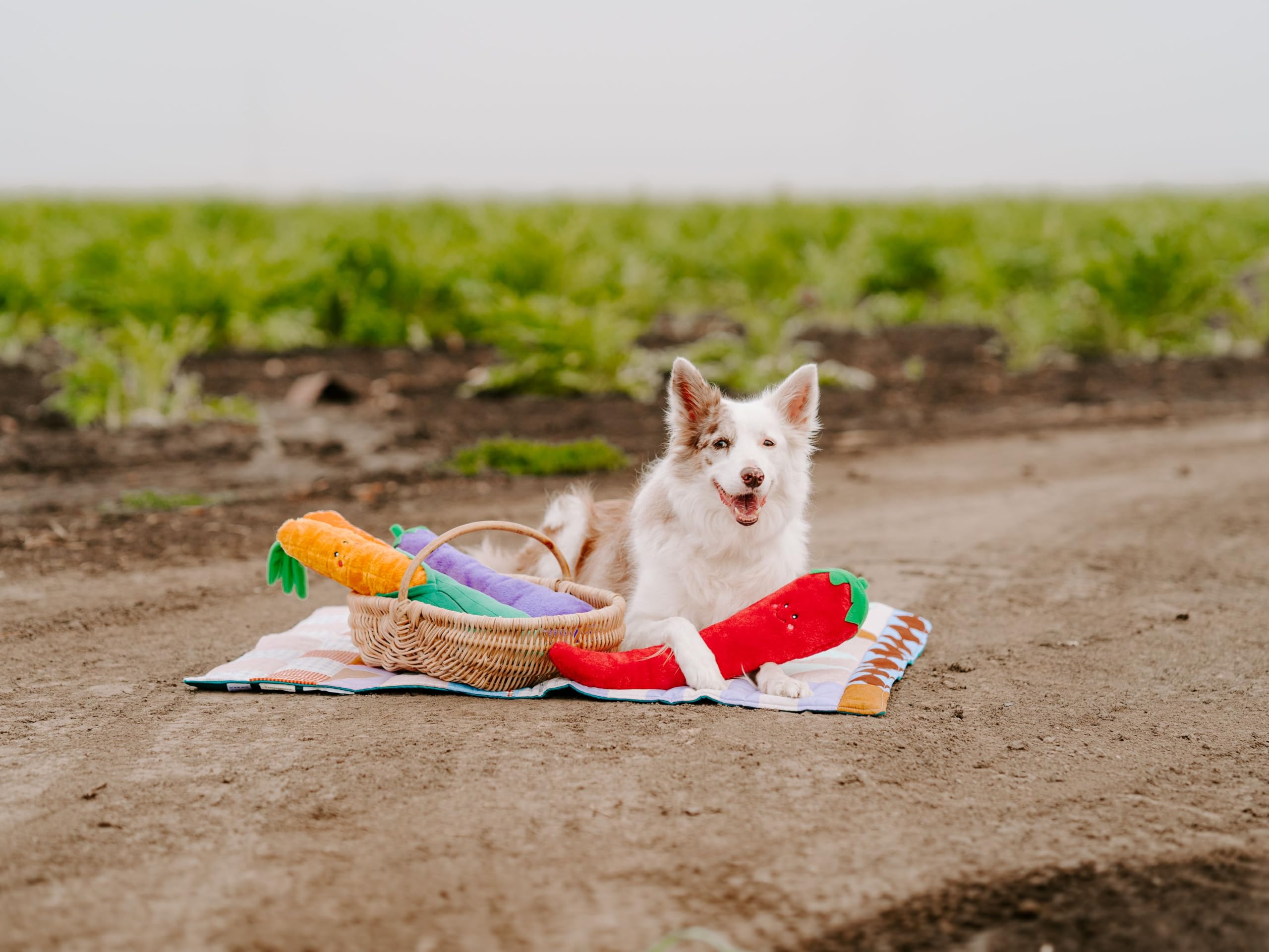 ZippyPaws Jigglerz berenjena con diseño bordado y tela duradera para juego activo
