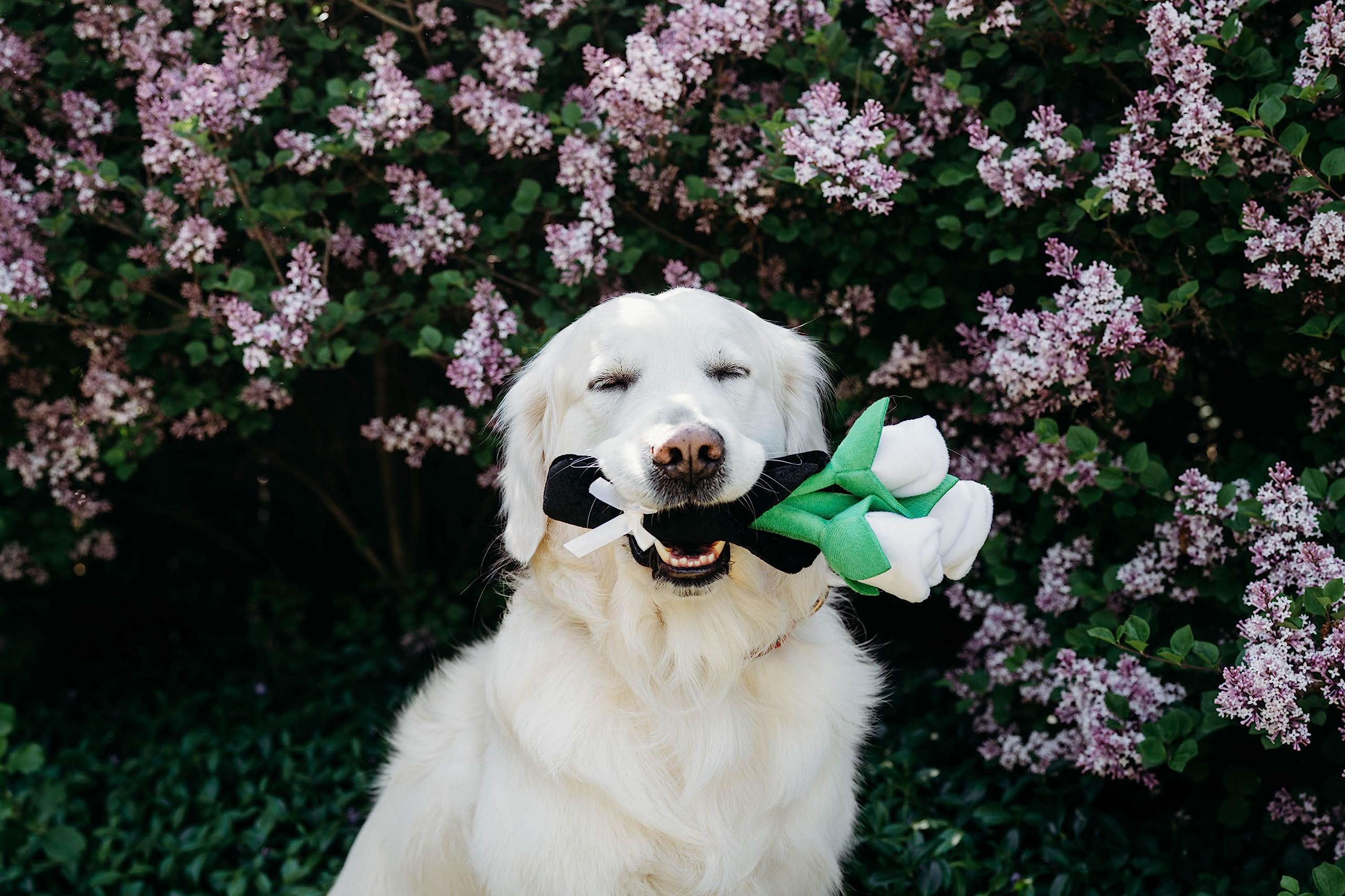 ZippyPaws Peluche suave para perros de todos los tamaños.