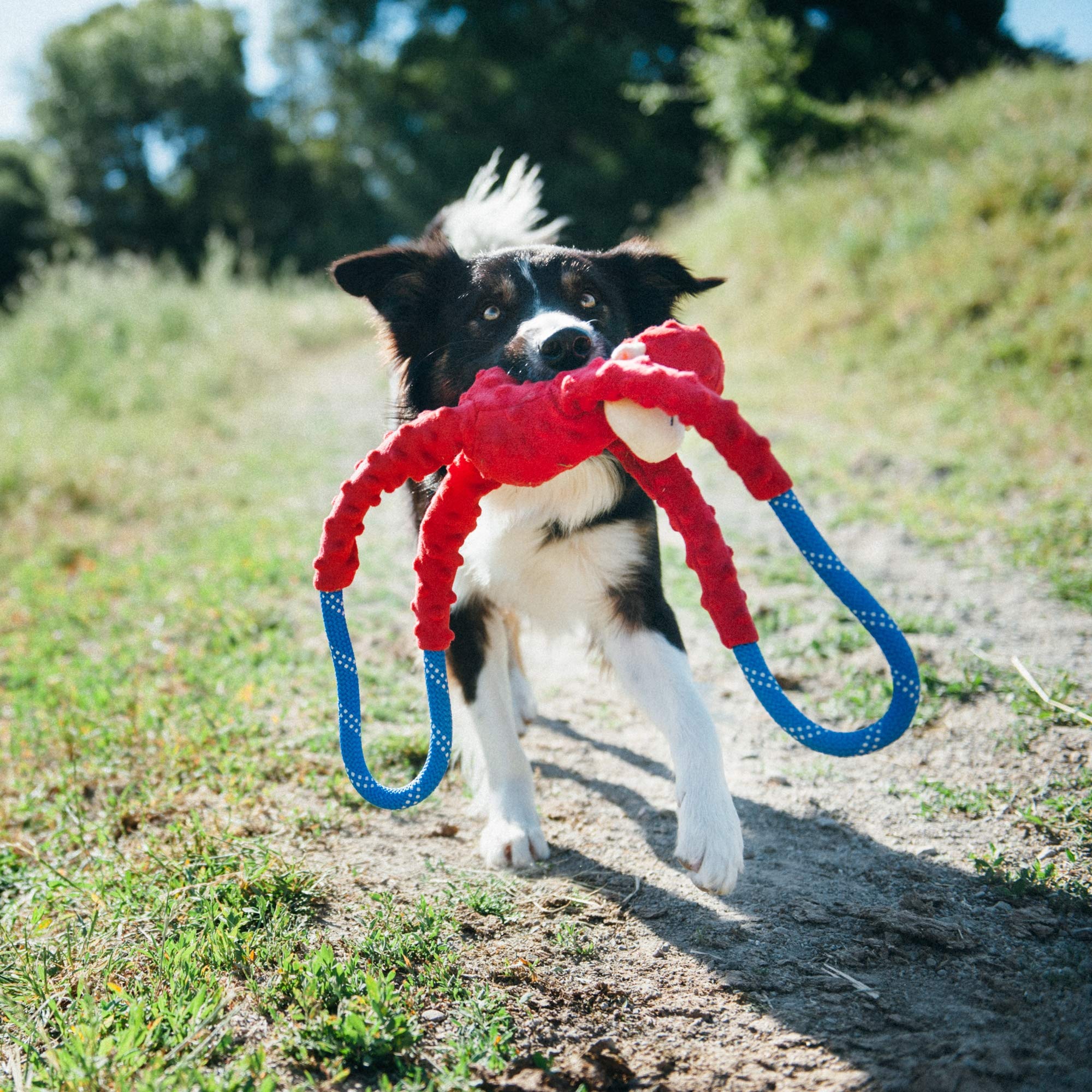 ZippyPaws RopeTugz mono suave, diseño cómodo para mordidas ligeras