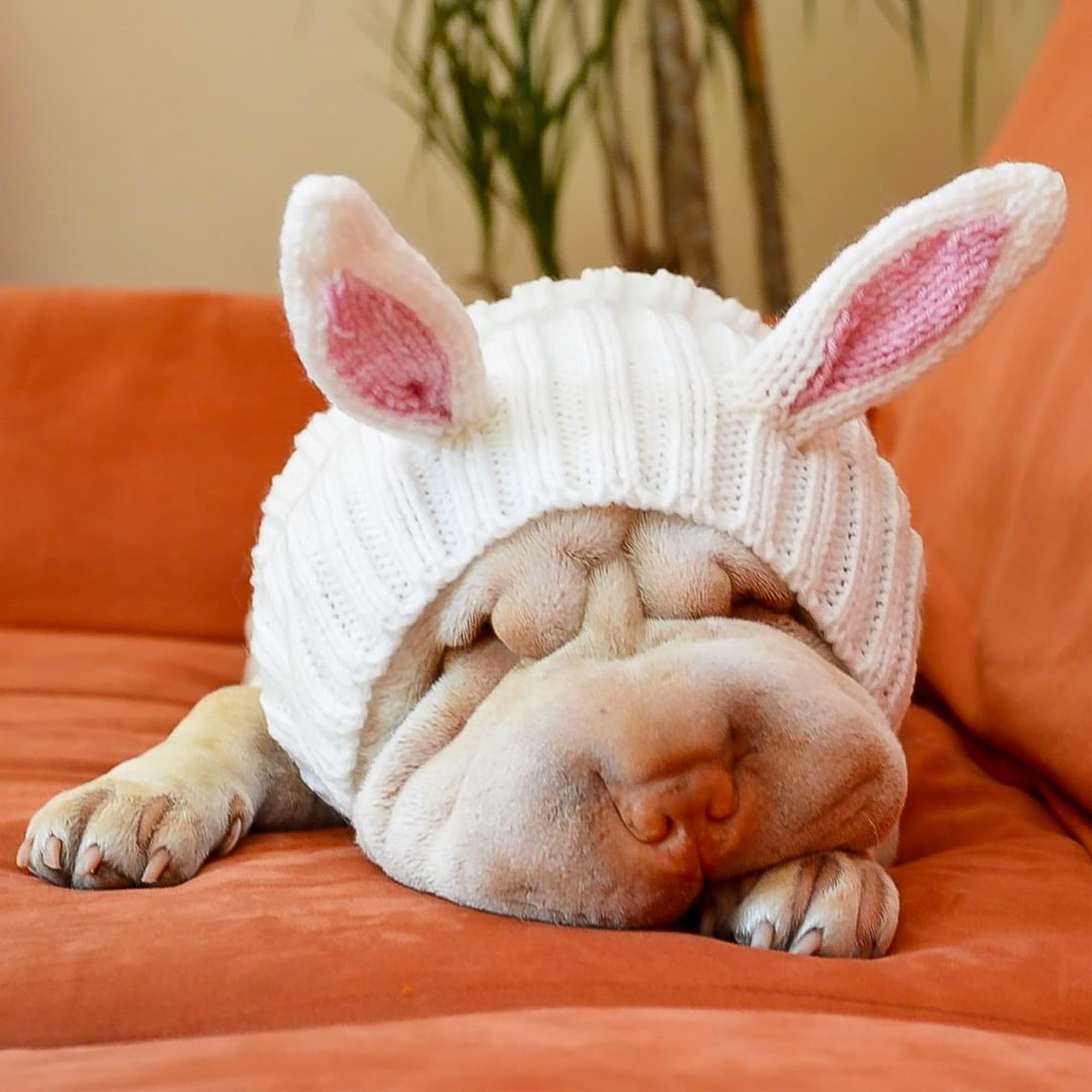 Zoo Snoods Disfraz Conejo: perfecto para paseos y Halloween