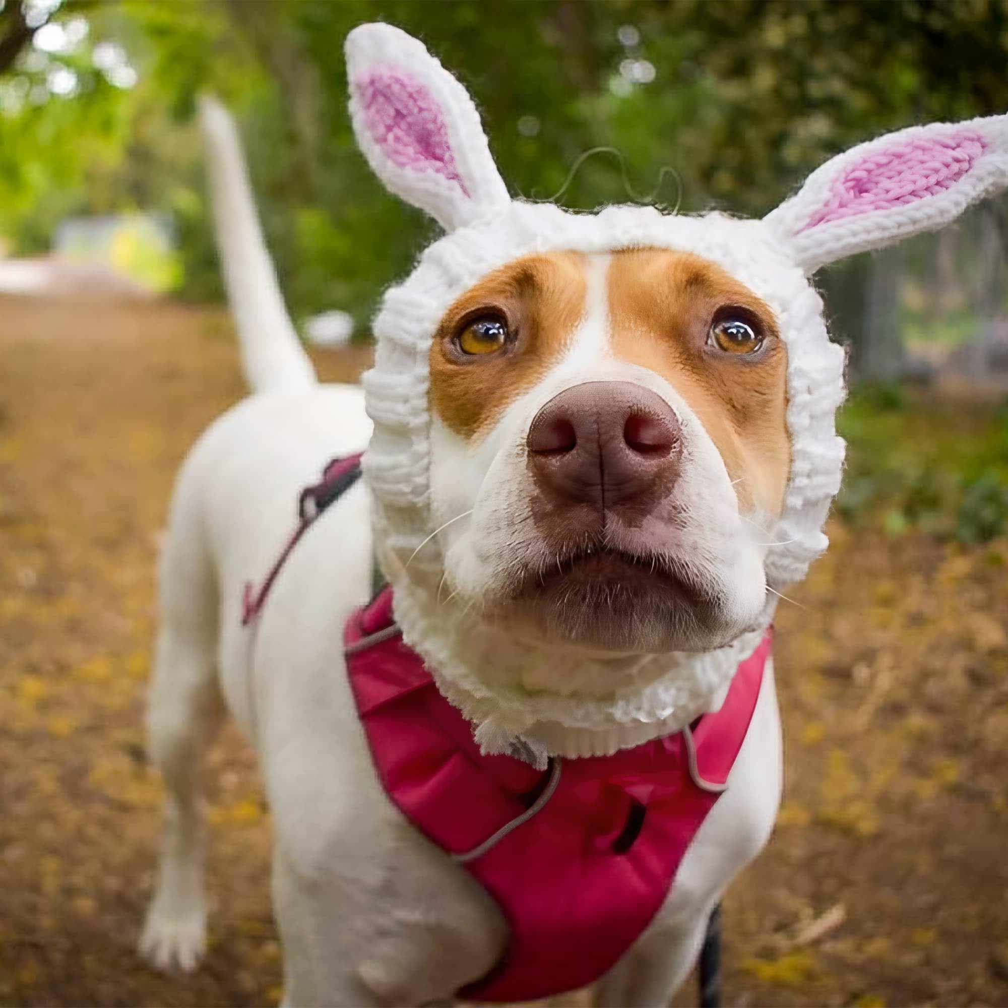 Zoo Snoods Disfraz Conejo: regalo ideal para dueños de perros