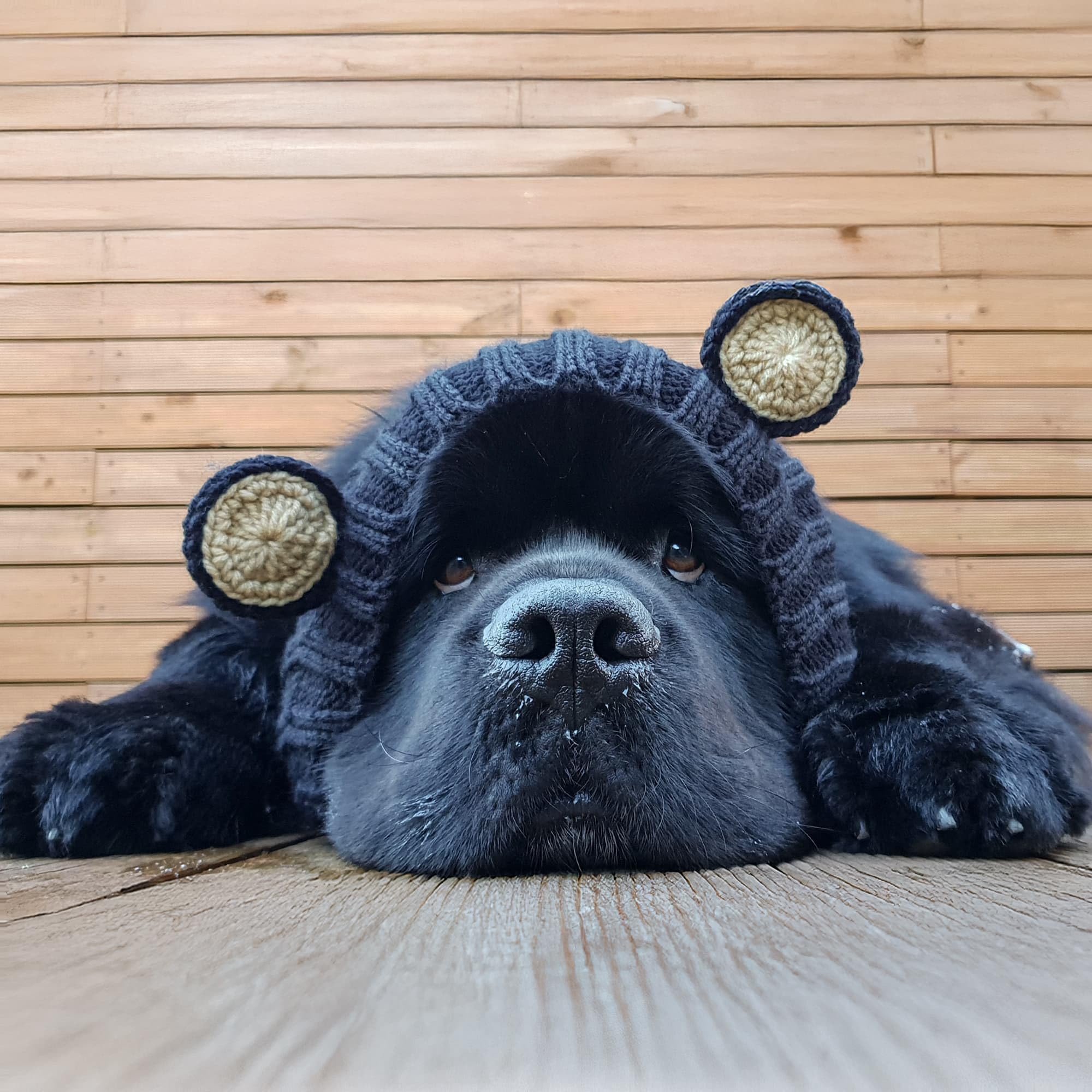 Detalle de diseño y ajuste de Zoo Snoods en perro grande