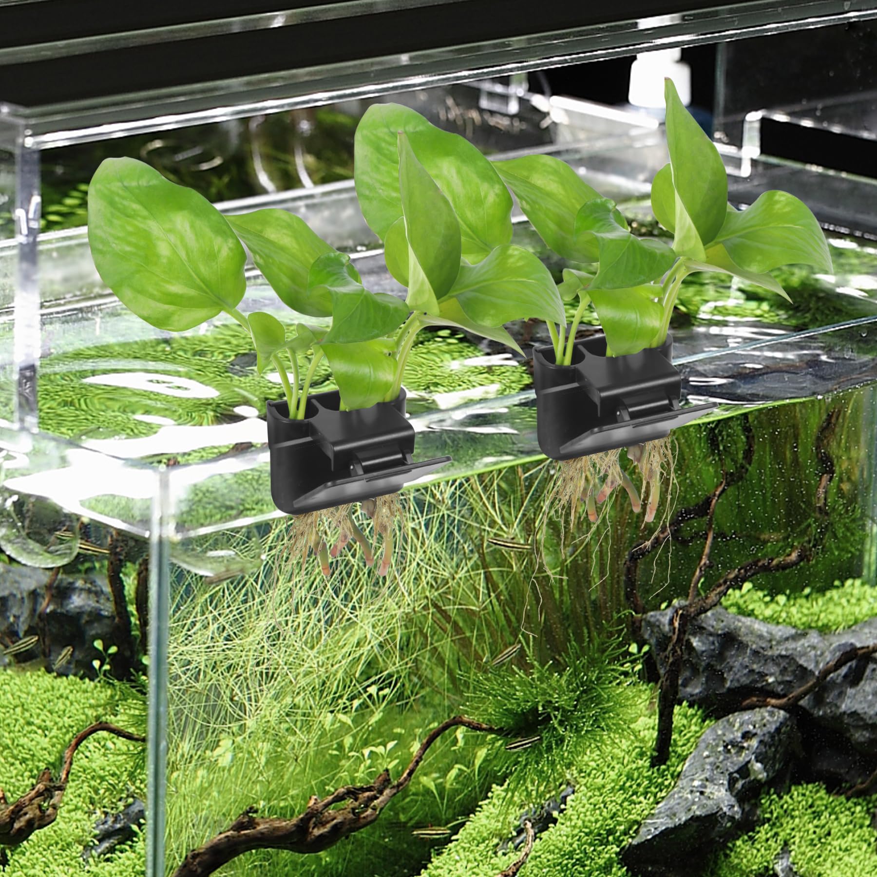 Ztzfacai dos-pack negro, presentación elegante para decoración de acuario.