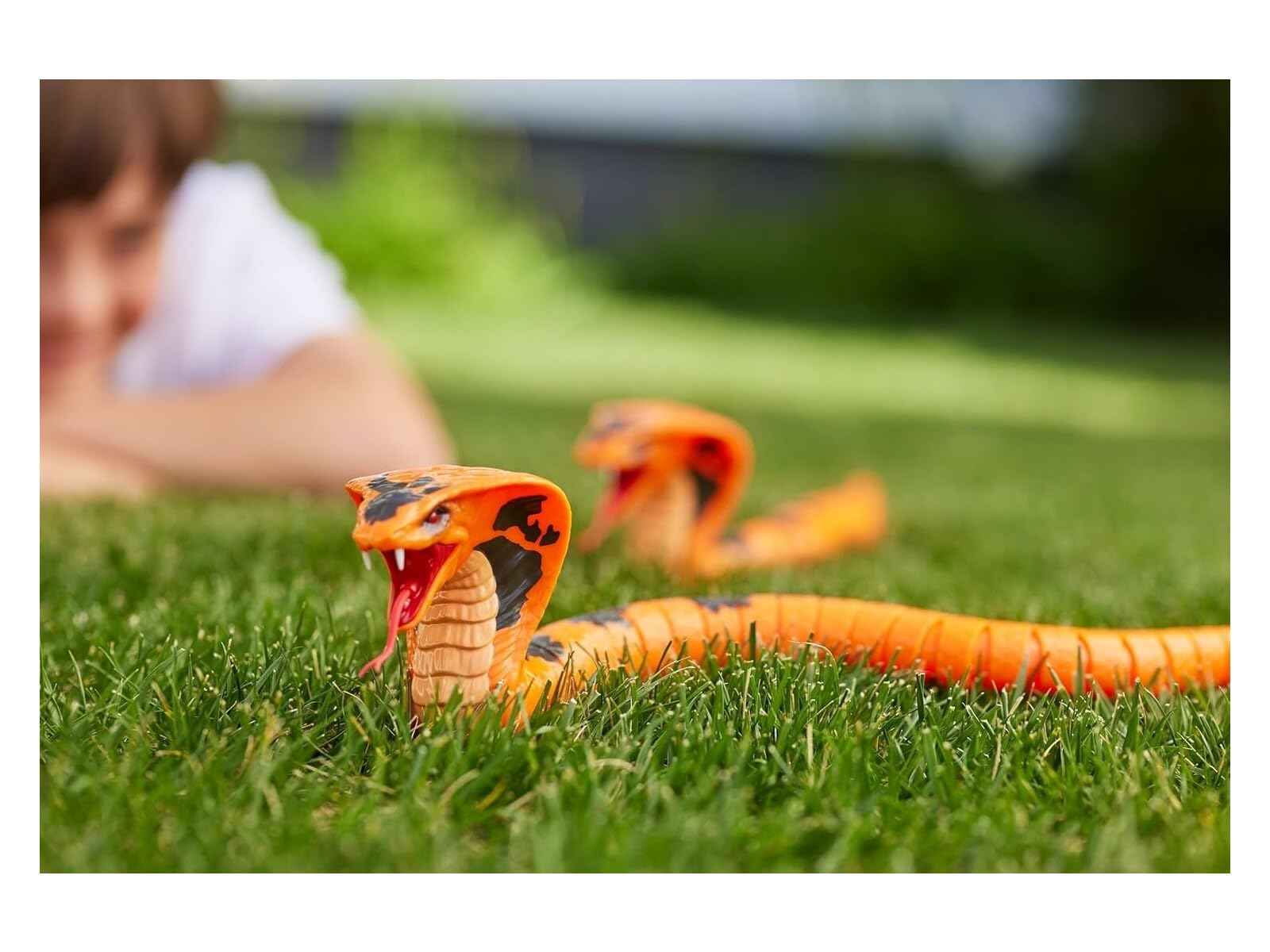 ZURU Cobra Real Vivo empaque y accesorios, presentación atractiva para regalo.