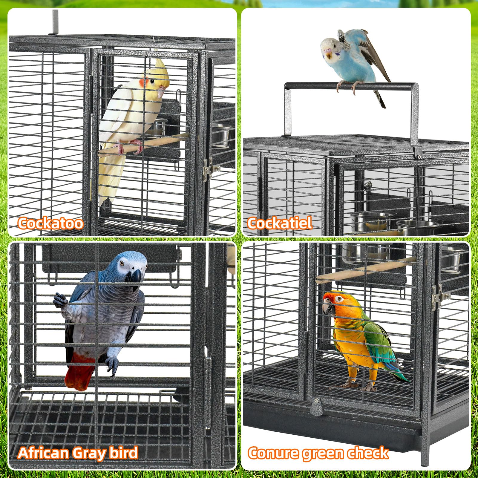 ZWanPing para aves medias, ideal para loros pequeños.